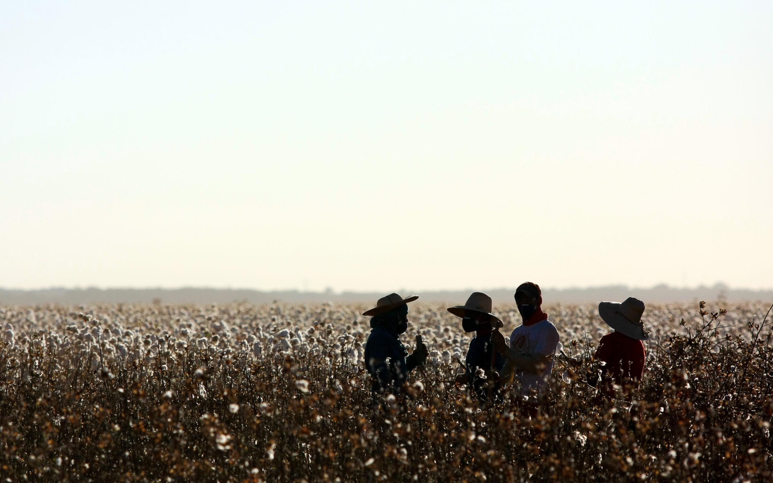 Four cotton pickers in a cotton field with blooming cotton